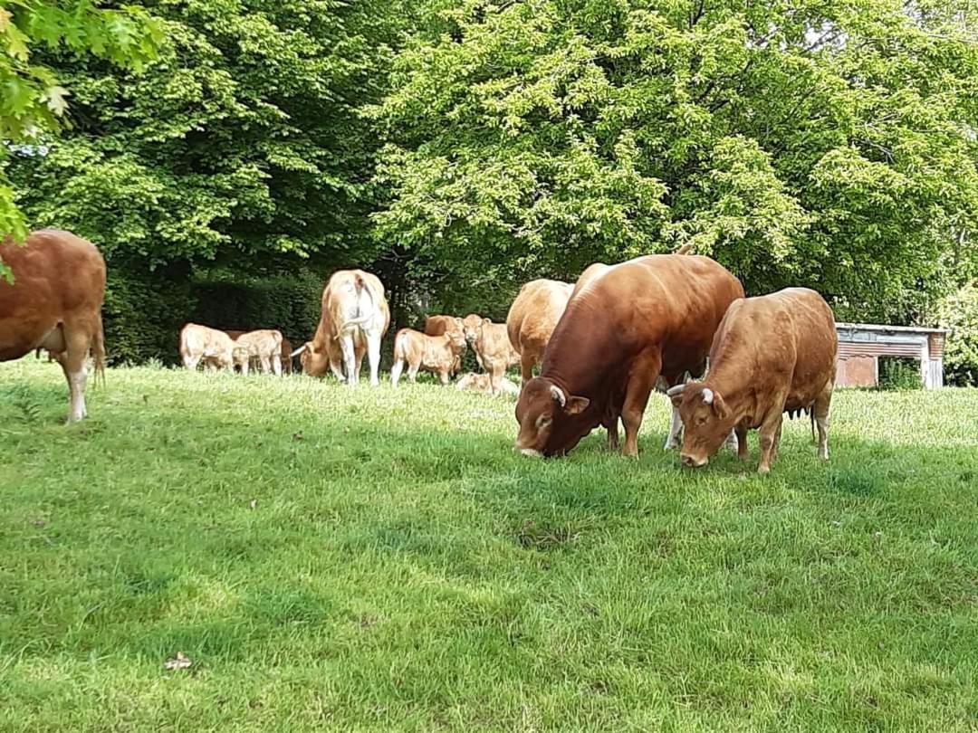 Au Bocage Parfume Gite La Cigaline Wirwignes المظهر الخارجي الصورة