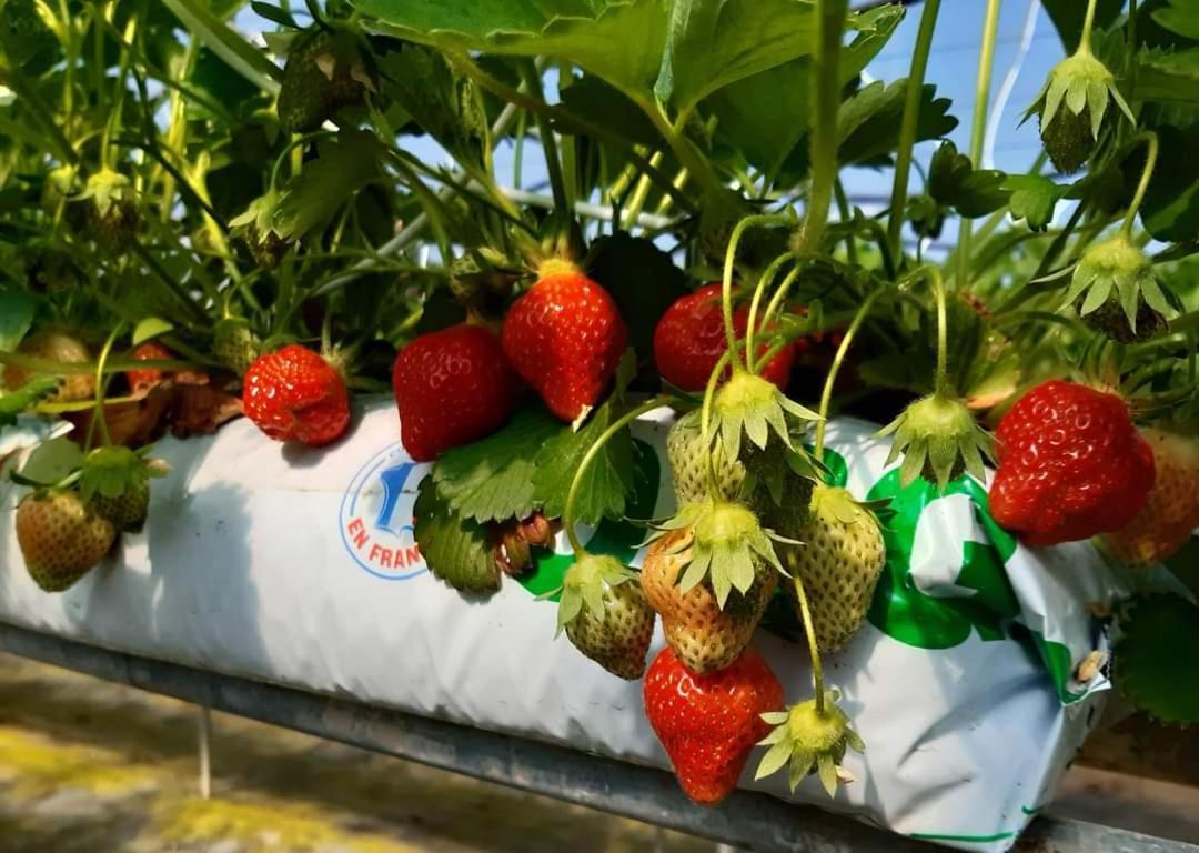 Au Bocage Parfume Gite La Cigaline Wirwignes المظهر الخارجي الصورة